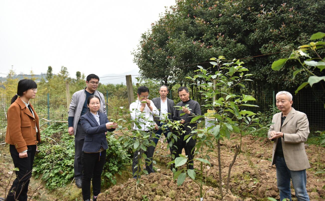 我校发现的植物新品种樟脑樟1号通过国家林业和草原局专家现场审查